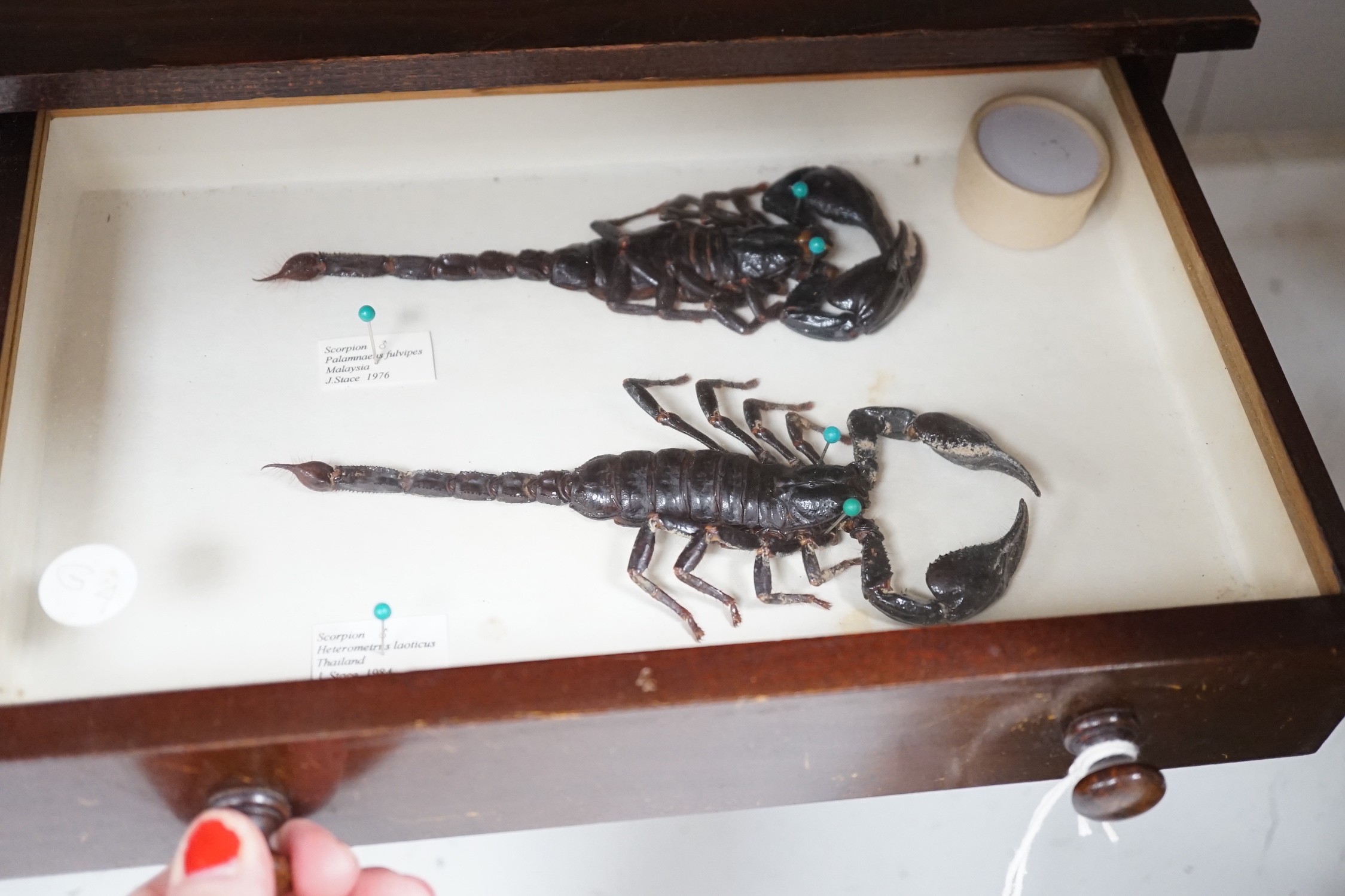A 19th century miniature mahogany 4 drawer chest of taxidermic scorpions, 30cm tall